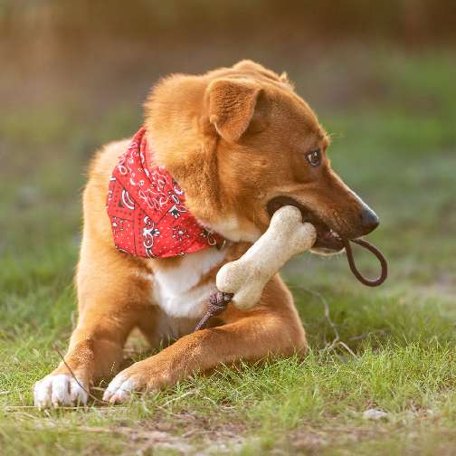 Köpek Çiğneme Oyuncak Salmer - M72150234 - Görsel 3