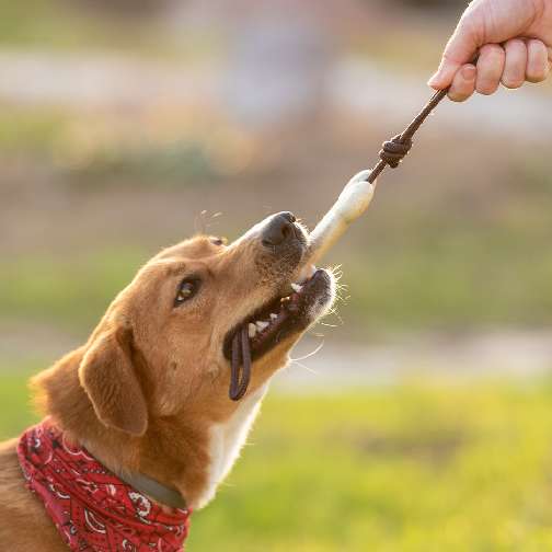 Köpek Çiğneme Oyuncak Salmer - M72150234 - Görsel 4